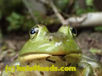 /home//u458753944/public_html/sourcegallery////Frogs/Bullfrogs 2016-08 Ontario/P8140084.JPG